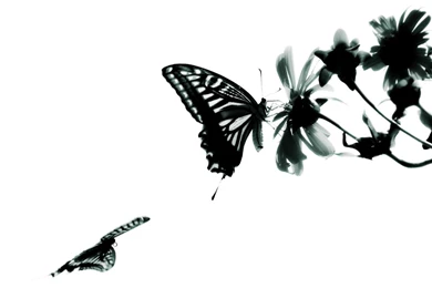 Wallpapers   Butterflies Dancing Among The Chrysanthemums By Flora ...