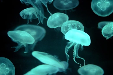 Marine Life Wallpapers Selection (2)