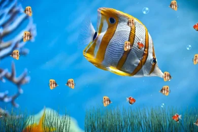 Marine Life Aquarium Animated Wallpapers Http://www.desktopanimated ...