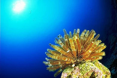 Blue Ocean Wallpapers & Ocean Animals Wallpaper55   Wallcoo.net