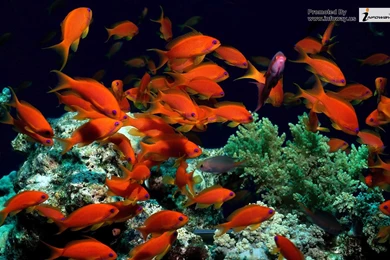 Ocean HD Fish   Photo 209 Of 272