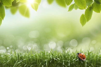 Green Spring Live Wallpapers In Cafe Bazaar For Android · Cafe ...