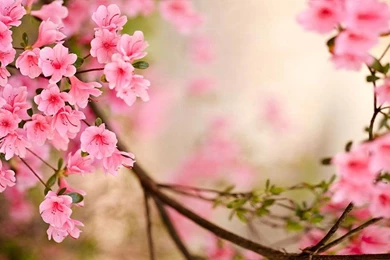 Spring Flowers Live Wallpapers In Cafe Bazaar For Android · Cafe ...