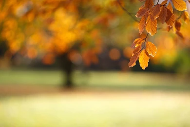 1920x1080 Blurred Autumn Wallpapers