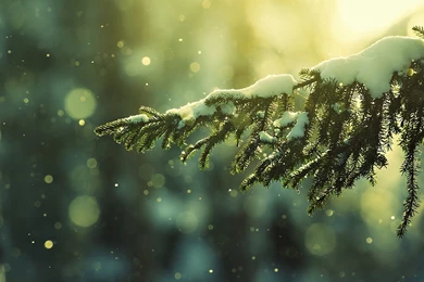 Snow On Pine Branch Blurred Light Circles HD Wallpapers
