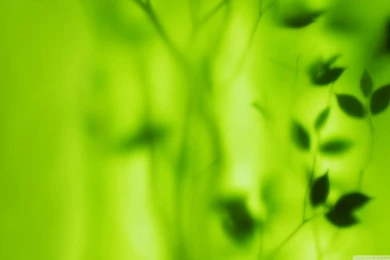 Blurred Green Leaves HD Desktop Wallpapers : High Definition ...