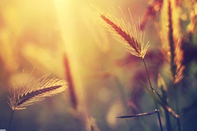 Nature, Macro, Blurred Wallpapers HD