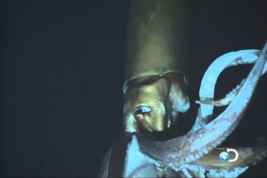 Giant Squid Caught On Video