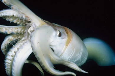 Humboldt Squid