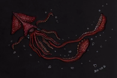 Giant Squid By Bookscorpion On DeviantArt