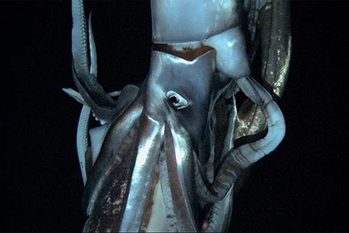 Video Of The Giant Squid Attacking A Submarine