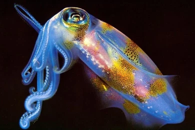 Bioluminescent Squid