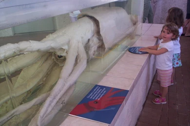 Giant Squid By GMD88 On DeviantArt