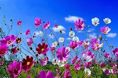 Springtime Wallpapers   Wallpapers Cave