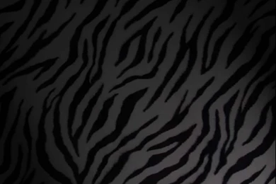 Zebra Backgrounds   Wallpapers Cave