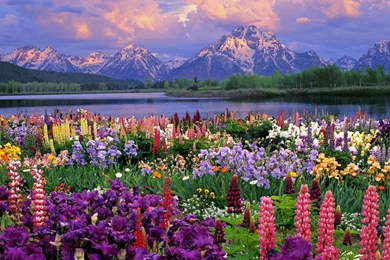 Spring Wallpapers For Desktop Free   Wallpapers Cave