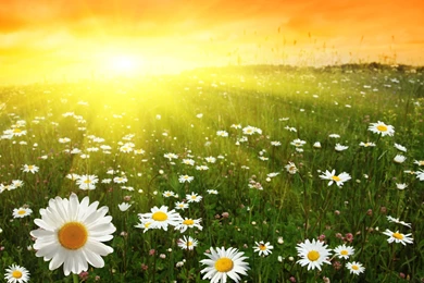 Sunny Day Wallpapers