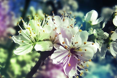 25 Spring iPad Wallpapers