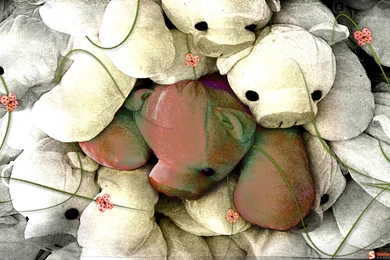 Springtime   Desktop Wallpapers