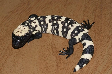 Gila Monster Wallpapers FREE   Android Apps And Tests   AndroidPIT