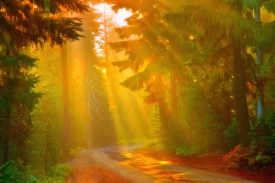 Sunny Day In The Forest   (