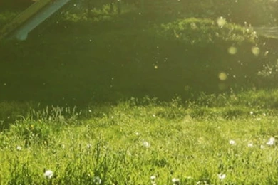 Sunny Day Grassland iPhone 5s Wallpapers Download