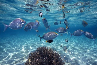 Custom Photo Wallpapers 3D Stereoscopic Underwater World Of Marine ...