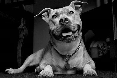Pitbull Dog Wallpapers
