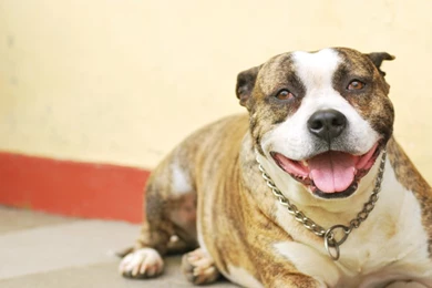 Pitbull Wallpapers By Greeneagle777 On DeviantArt