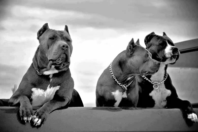 Catherine Crouse Google+