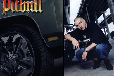 Pitbull Wallpapers Pitbull (rapper) Wallpapers (25094089) Fanpop