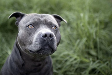 Beautiful Pitbull >> HD Wallpaper, Get It Now!