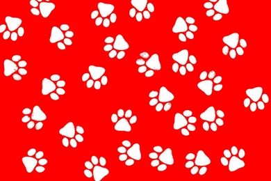 Pictures Of Dog Paw Prints   All Wallpapers New