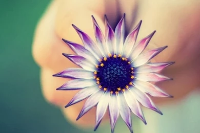 Pretty Wallpapers For Iphone 1496   Ipadwallpaperonline