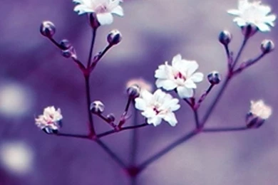 Pretty Wallpapers For Iphone 1496   Ipadwallpaperonline