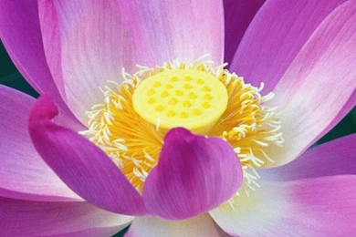 Pretty Wallpapers For Iphone 770   Ipadwallpaperonline