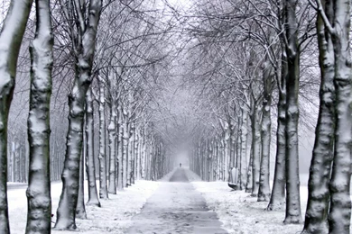 Trees Park Winter Snow Trail Wallpapers