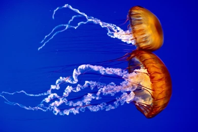 Monterey Bay Aquarium Wallpapers ~ Christine O'Donnell
