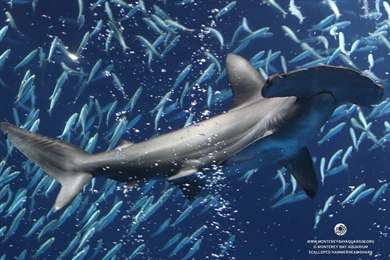 Monterey Bay Aquarium — Need To Spice Up The Desktop Of That New ...