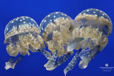 Monterey Bay Aquarium — Dive Into Great Ocean Images For Your ...