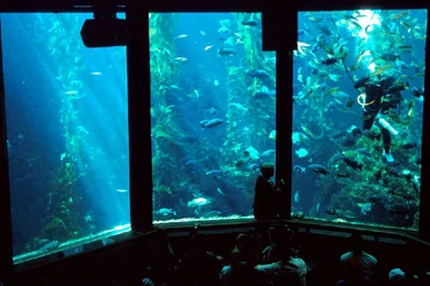 Mike Levin's Photo Gallery   800x600 Wallpapers 5