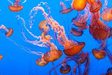 Monterey Bay Aquarium, Jellyfish Army By Alierturk On DeviantArt