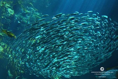 Geodes Wallpapers By Flat Vernacular — Sarah Coombs Design