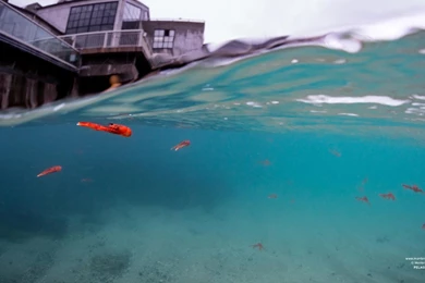 Monterey Bay Aquarium — Pelagic Red Crabs Are A Rare Sight In ...