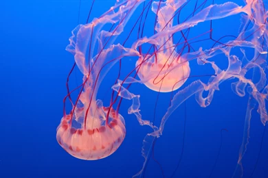 Pink Jellyfish Wallpaper, Animals / Recent: Pink Jellyfish ...