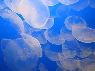 Weekending Around: The Monterey Bay Aquarium