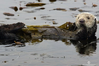 Monterey Bay Aquarium Wallpapers   132813