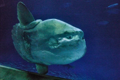 File:Mola Mola Ocean Sunfish Monterey Bay Aquarium 1.jpg ...