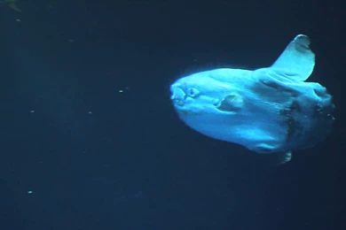 Sunfish At Monterey Bay Aquarium   YouTube