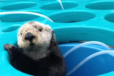 Monterey Bay Aquarium — Memories Of Mae Many Aquarium Staff ...